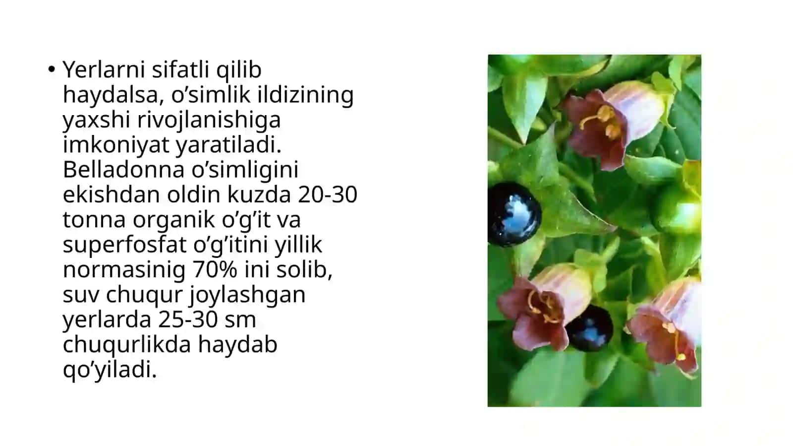 Belladonna o’simligini yetishtirish agrotexmalogiyasi 4