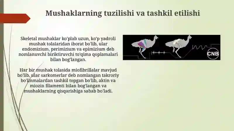Mushak Biomekanikasi 4