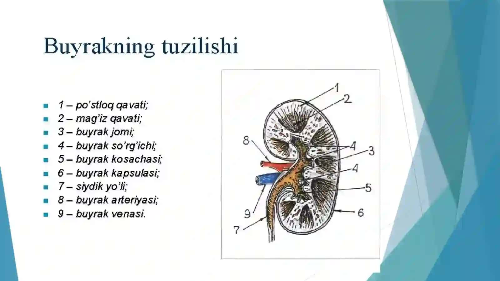 Ayirish tizimining tuzilishi va gigiyenasi 4