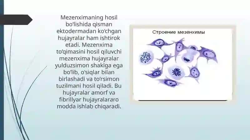 mezenxima 4