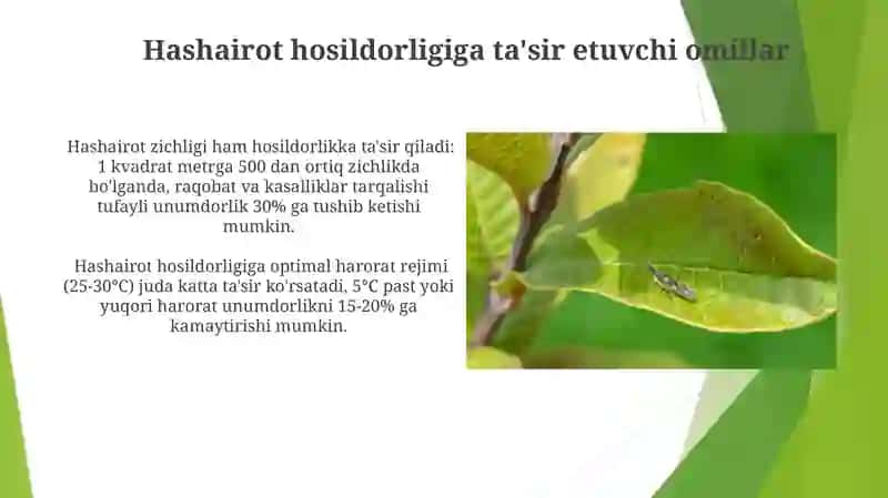 Bug'doy yetishtirish texnologiyasi va hosildorlikka ta'sir qiluvchi omillar 4