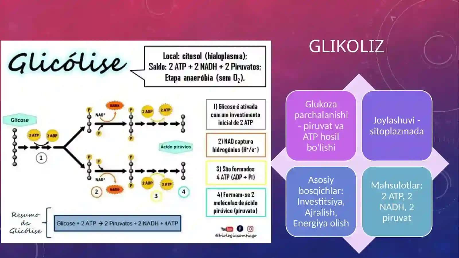 Uglevodlar almashinuvi, glikogen sintezi va parchalanishi 4