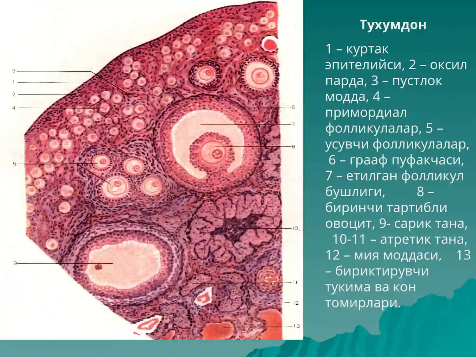Аёллар Жинсий Системаси 4