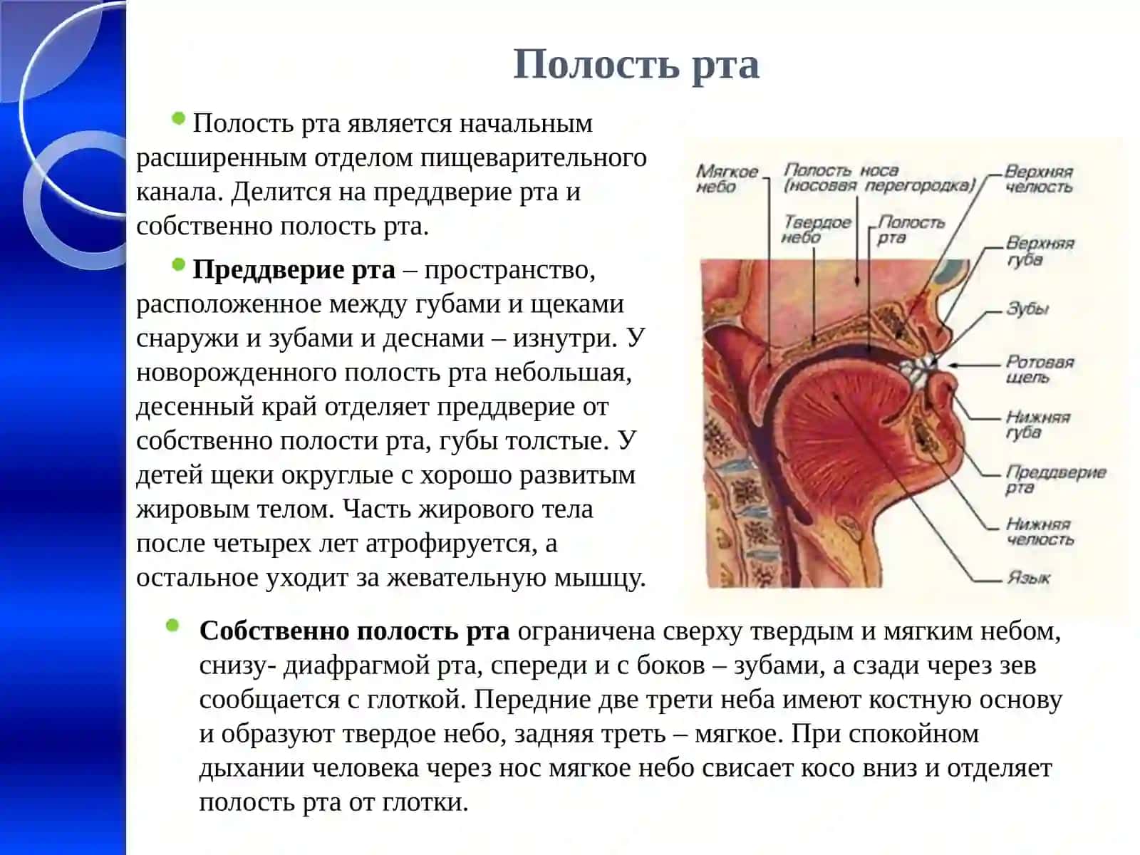Возрастные особенности пищеварительной системы и гигиена питания 4