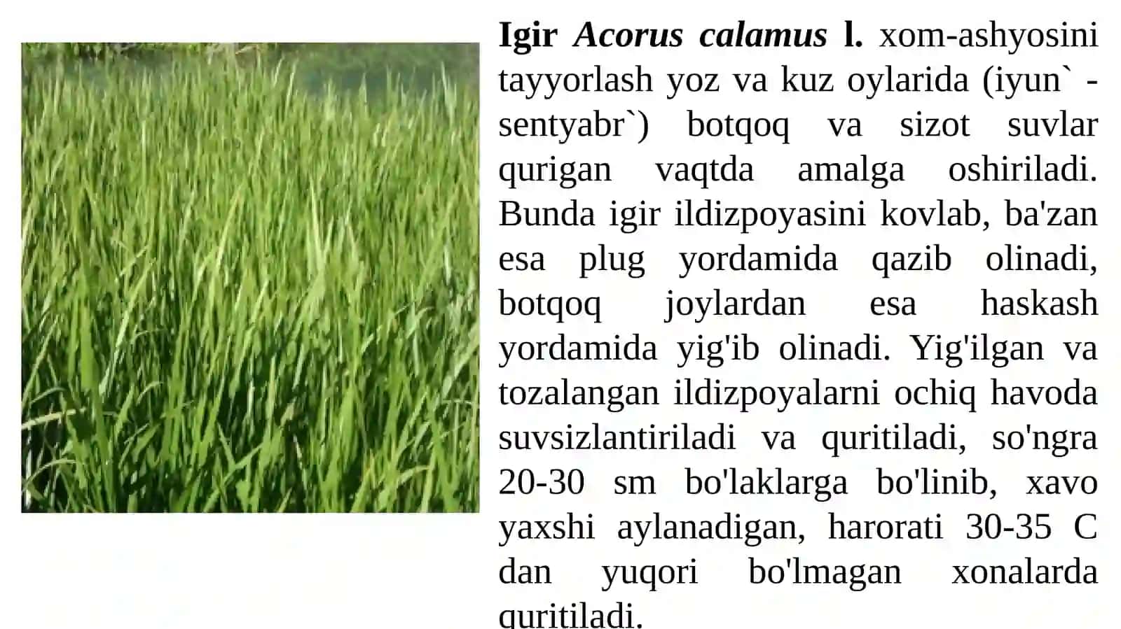 O’simliklarni tayyorlash usullari 4