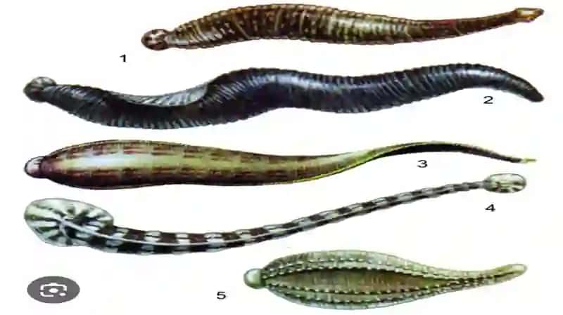 Zuluklar(Hirudinae)sinfi 4