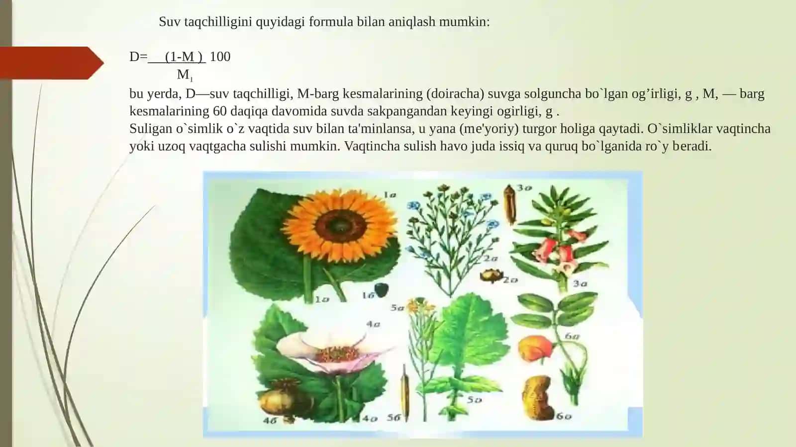O’simliklarda suv almashinuv fiziologiyasi 4