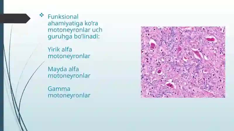 Orqa miyaning harakatlantiruvchi neyronlarning turlari, ularning morfofunksional xususiyatlari 4