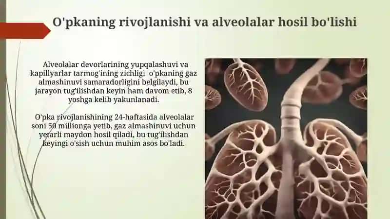 Nafas olish organlari taraqqiyoti 4