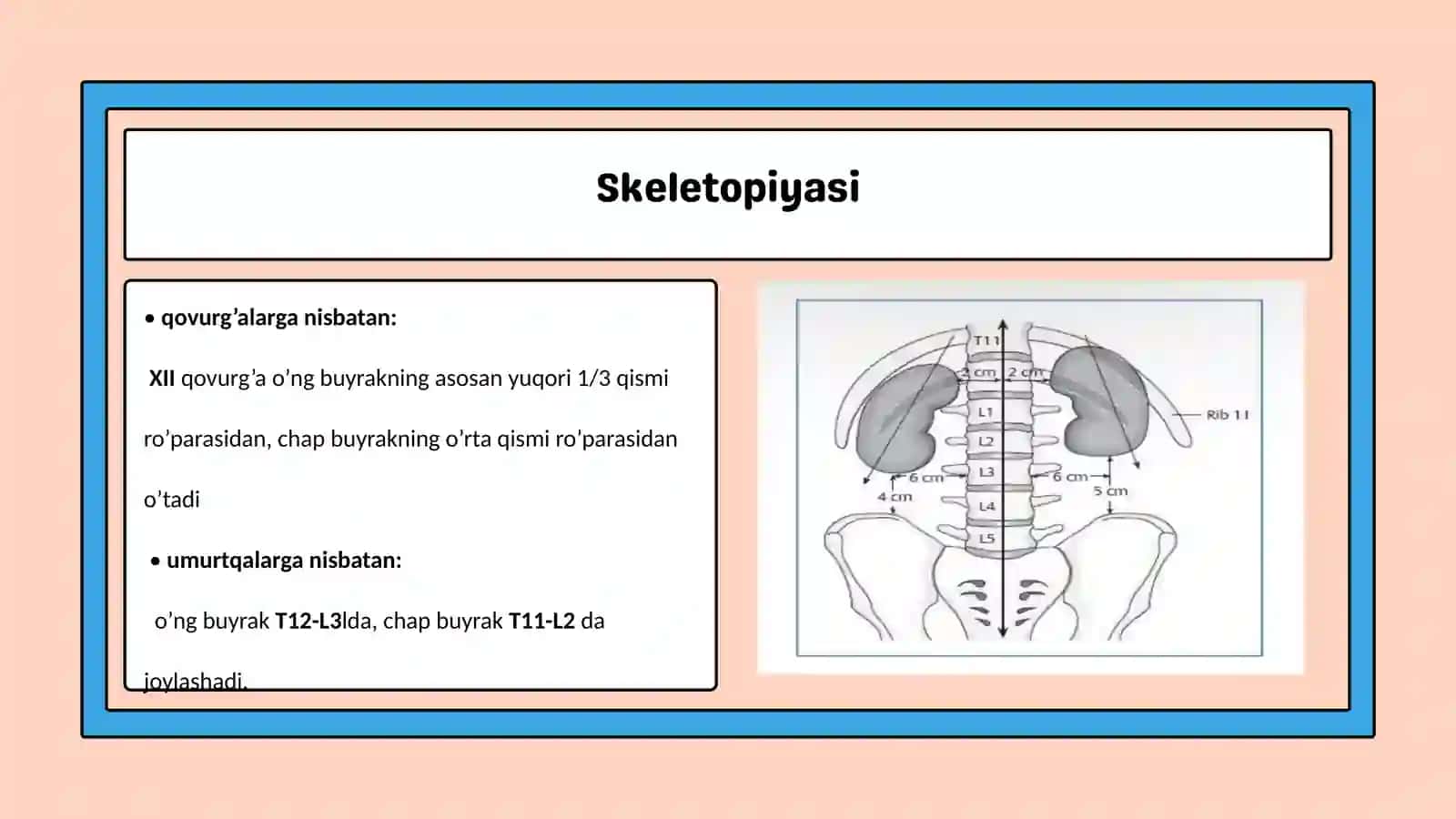 Ayirish sistemasining anatomiyasi 4