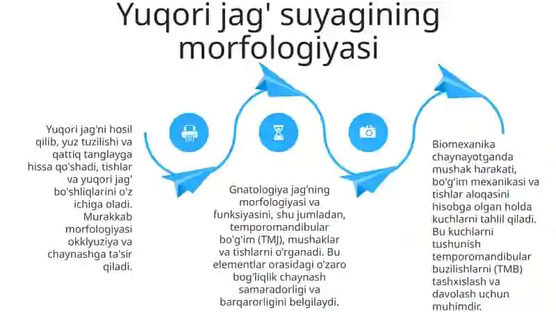 Gnatalogiya.Tish jag' sistemasining morfofunksional elementlari va ularning o'zaro bog'liqligi, chaynash apparati biomexanikasi 4