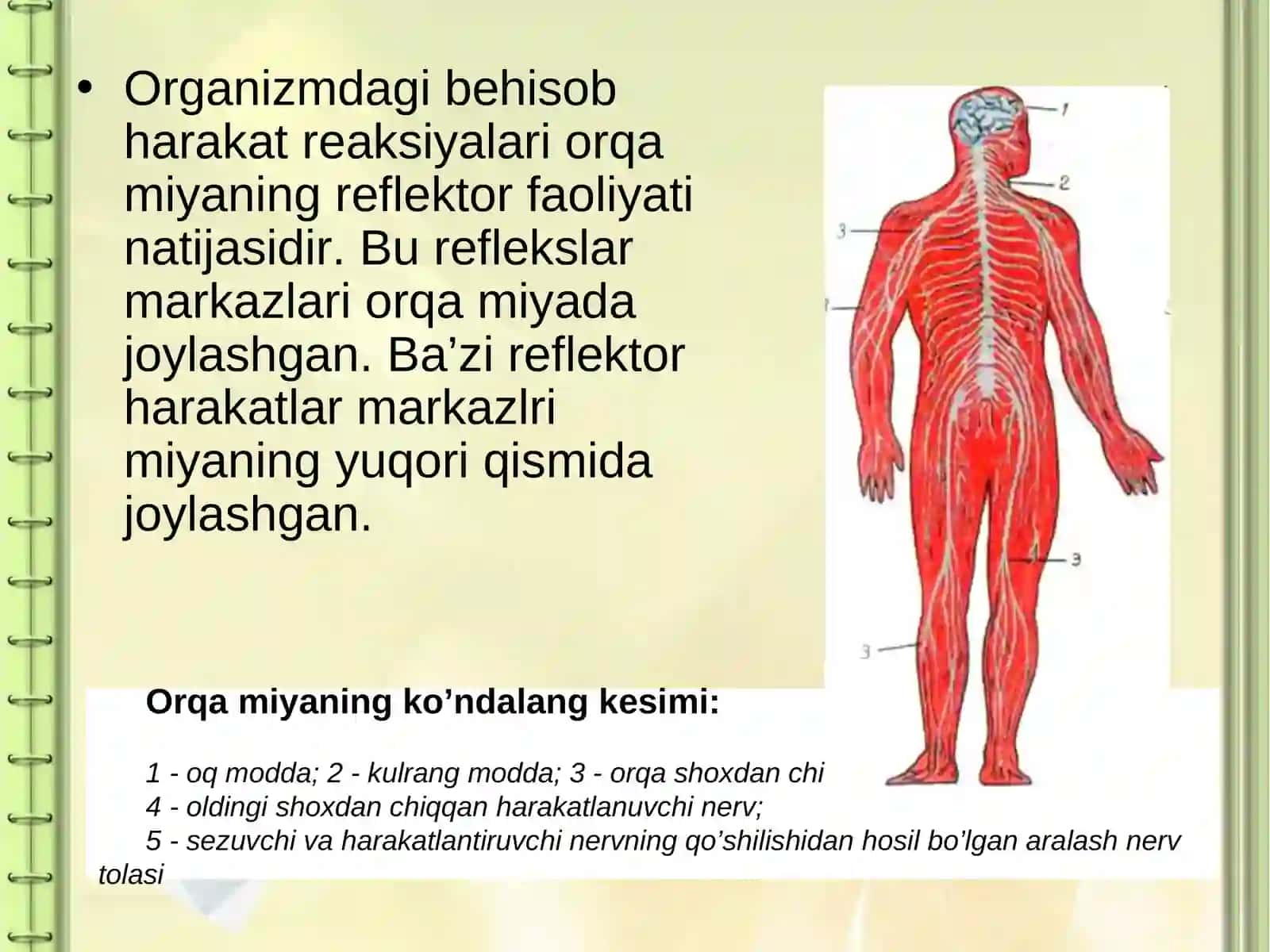 Orqa miya 4