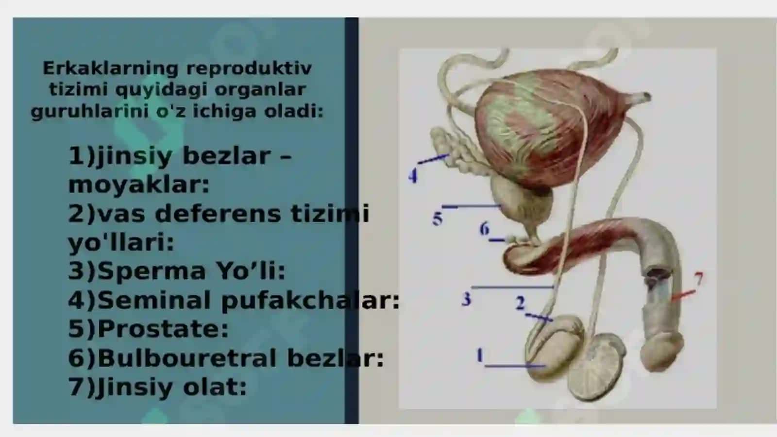 Ayolar va erkaklar reproduktiv a'zolari kasaliklari 4