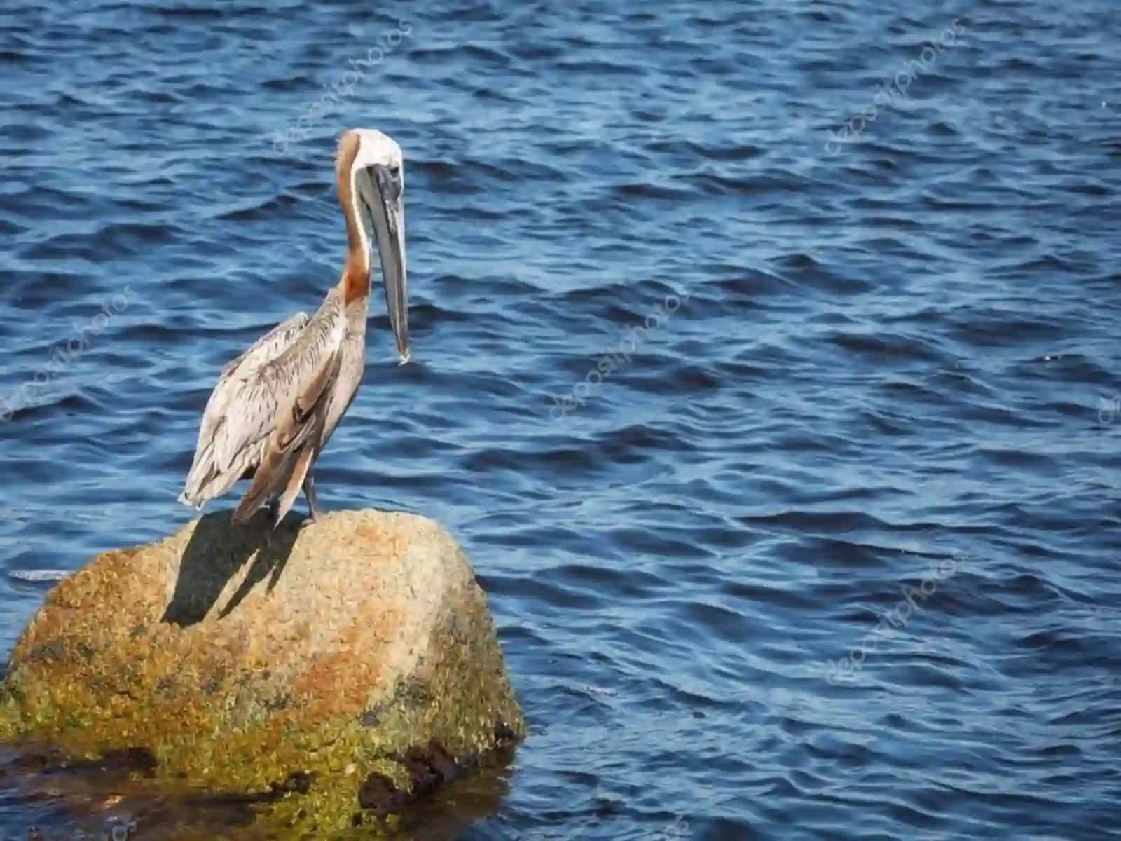 7-sinf Zoologiya 'Suv havzalari va sohil qushlari' ko'rgazma 4