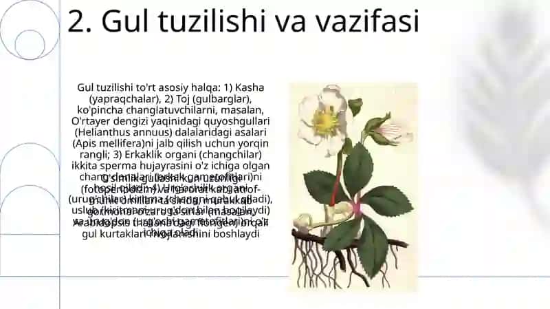 Oʻsimlikning gullashi va changlanishi 4