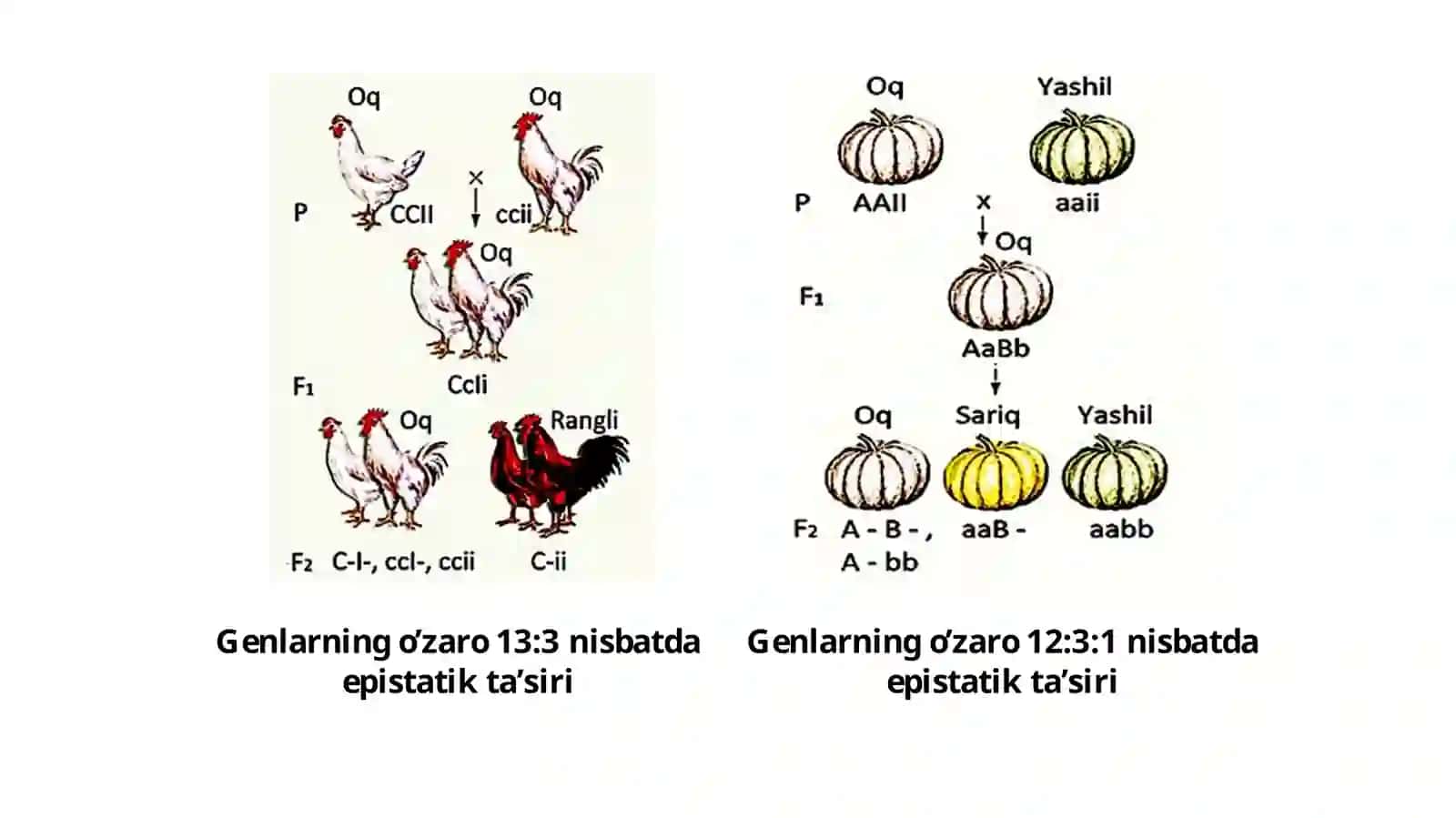 belgilarning irsiylanishi (epistaz) 4