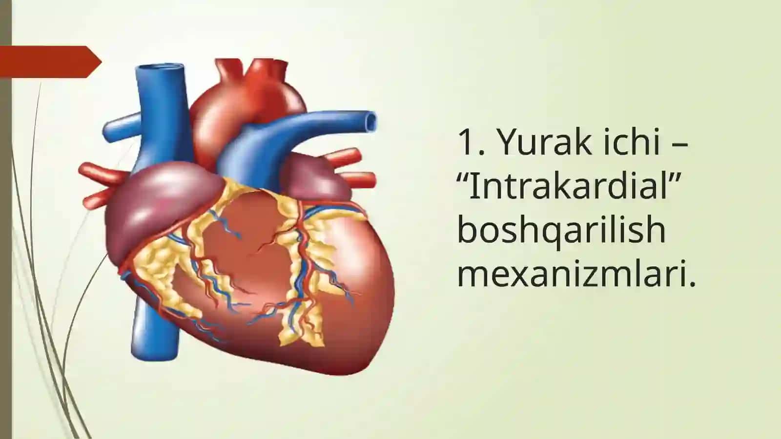 Yurak Faoliyatining Boshqarish Mexanizmlari 4