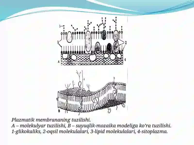 HUJAYRA MEMBRANALARINI TUZILISHI. 4