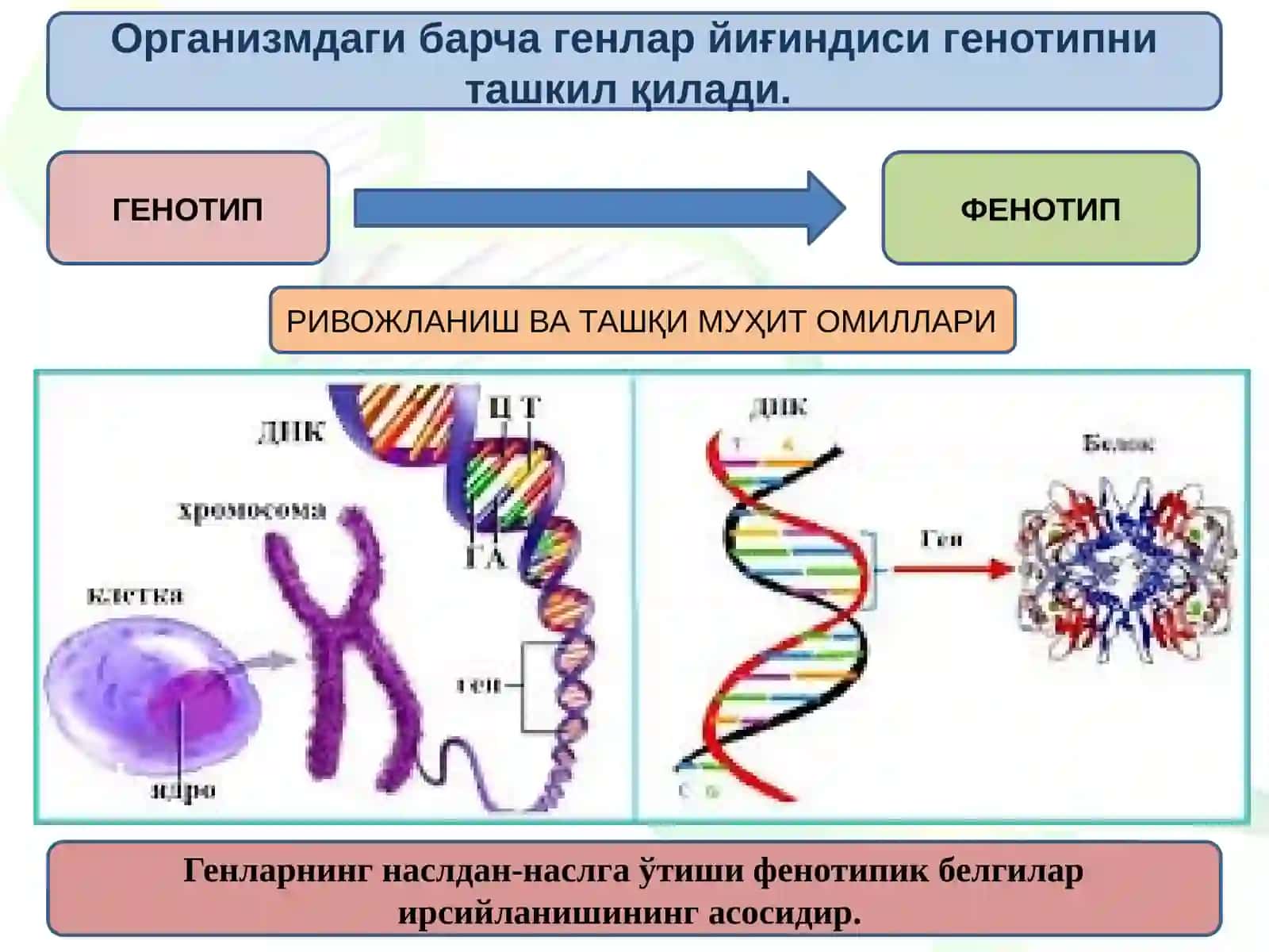 Ген ва ген концепцияси ҳақида тушунча, аллель ва альтернатив белгилар 4