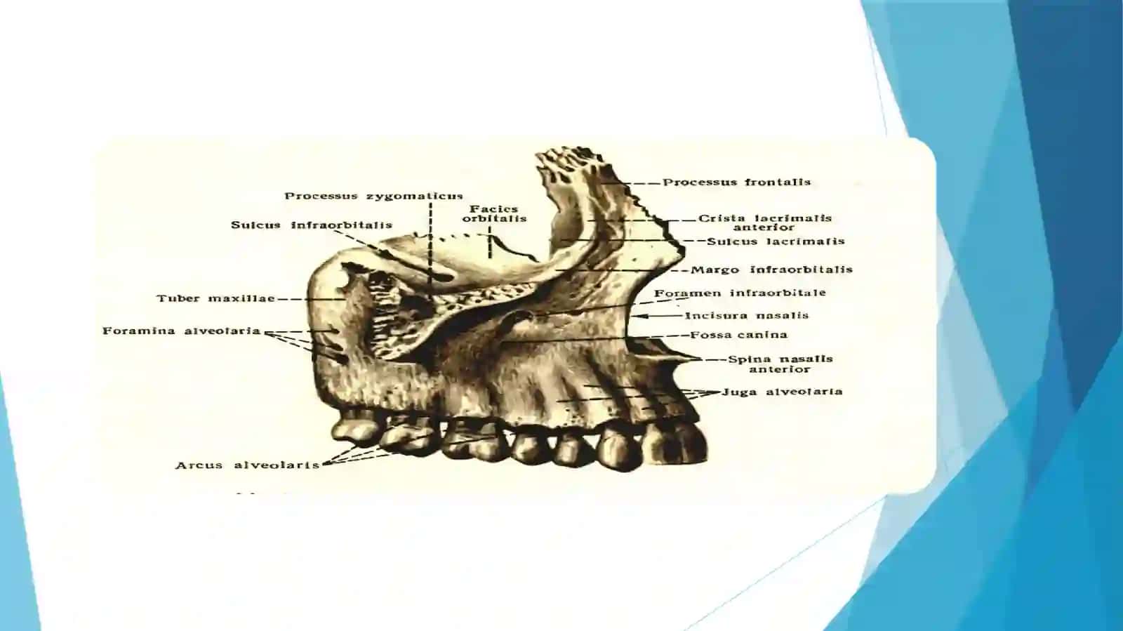 Yuqori jag’ning anatomik tuzilishi. 4