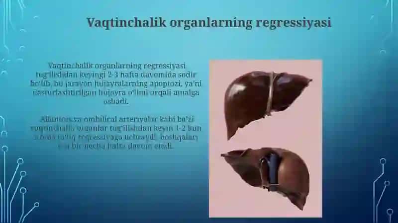Vaqtinchalik Organlarning Hosil bo'lishi 4