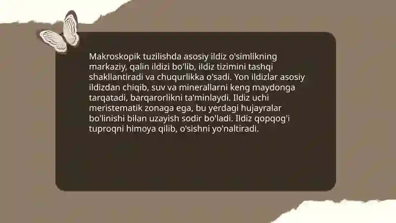 O'simliklar ildiz tizimining tiplari, tuzulishi va funksiyalari 4
