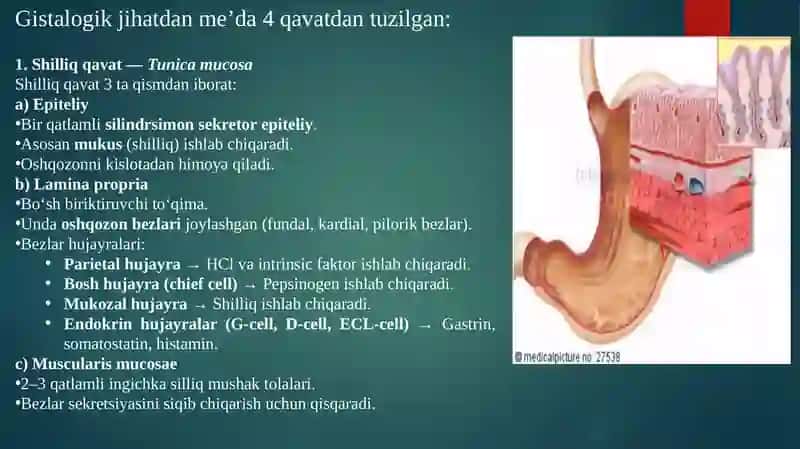 Me’daning kompensator-adaptiv varegenerativ xususiyatlari 4