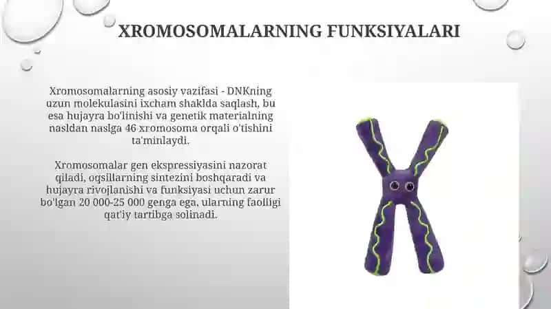Odamvahayvonxromosomalariningmorfofunksionalxaraktetistikasi 4