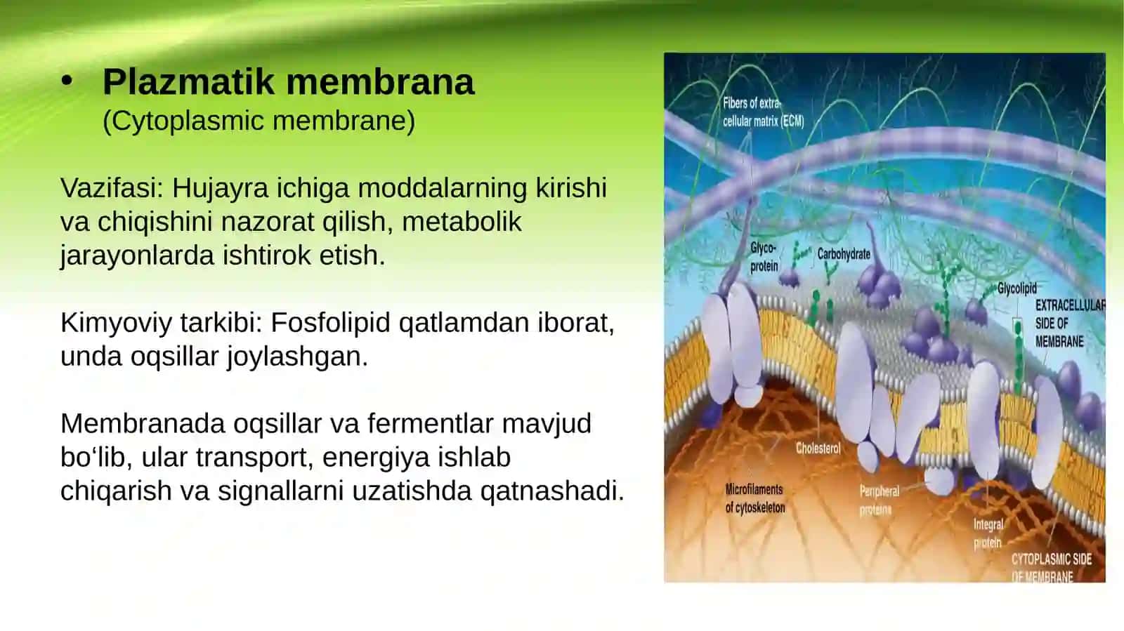 Bakteriya hujayrasining tuzilishi: doimiy bo‘lgan bakterial hujayra tuzilmalari 4
