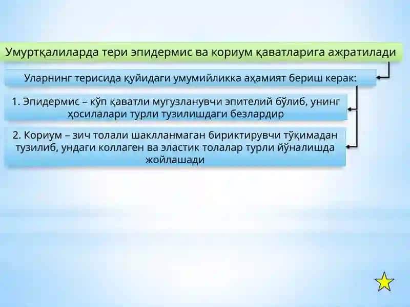 Онтофилогенезда одам органлар системасининг ривожланиши 4