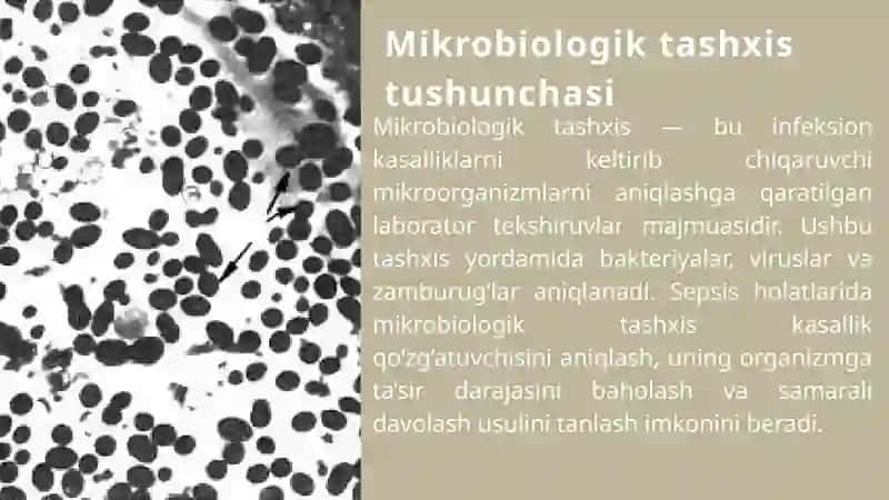 Mikrobiologik tashxis va sepsis chaqiruvchi asosiy bakteriyalar 4