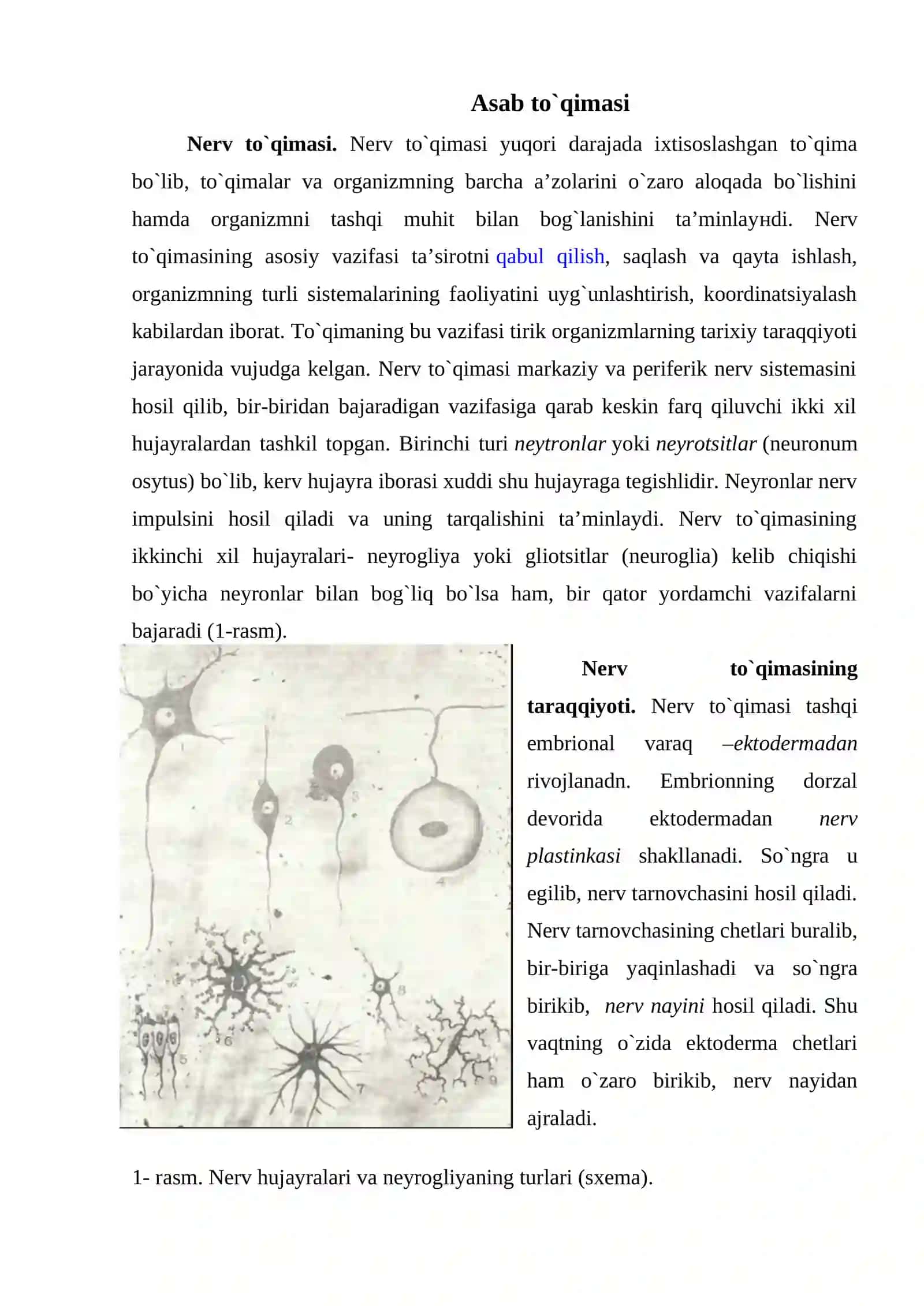 Asab to`qimasi - regeneratsiya, nerv uchlari - sinplaslar, neynomedia torlar 4