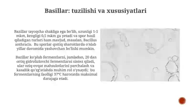 Biozararlovchi bakteriyalar klassifikatsiyasi 4