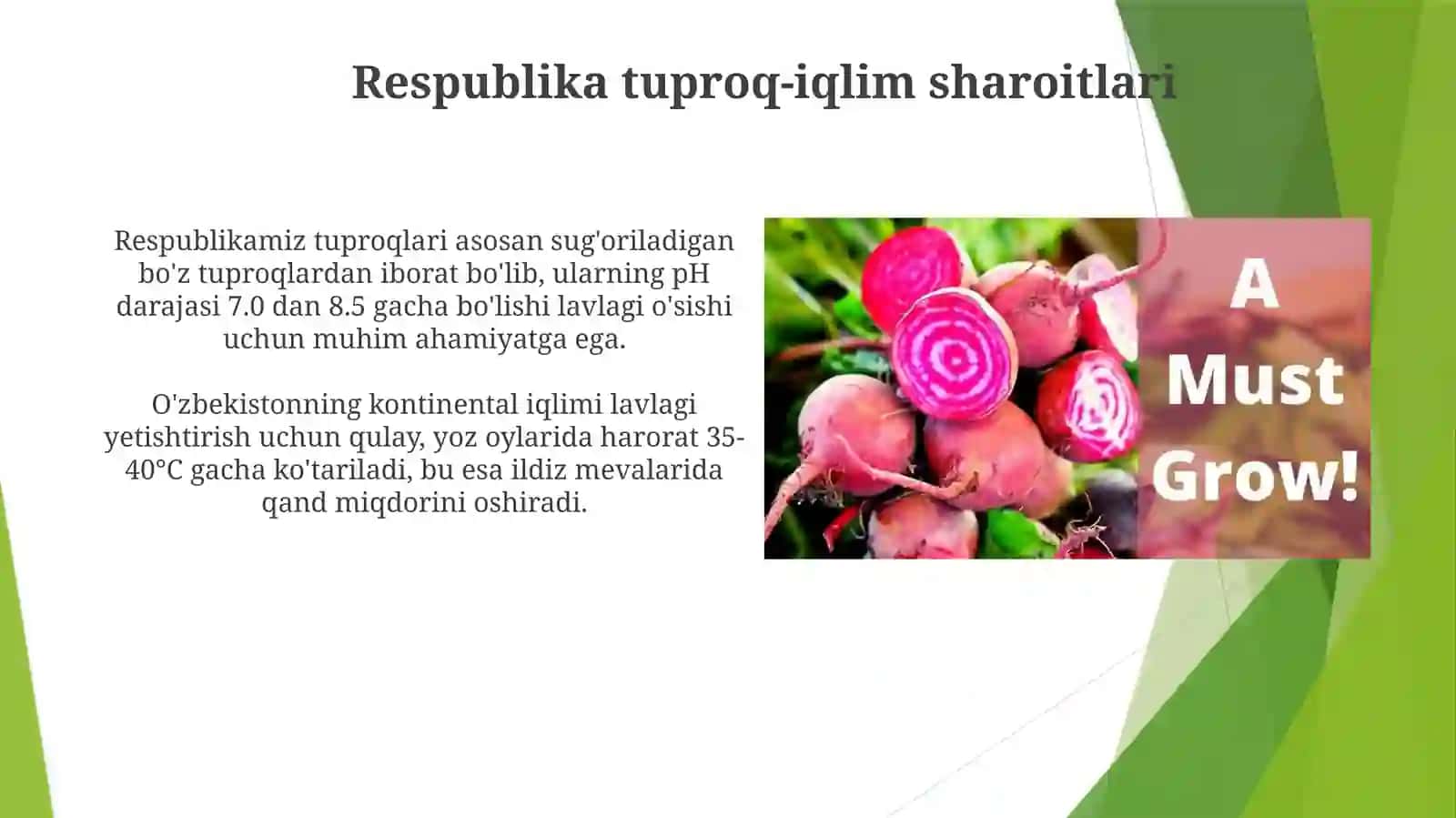 Lavlagi biologiyasi va respublikamizda yetishtiriladigan navlar 4