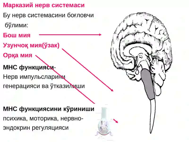 Фармакология 4