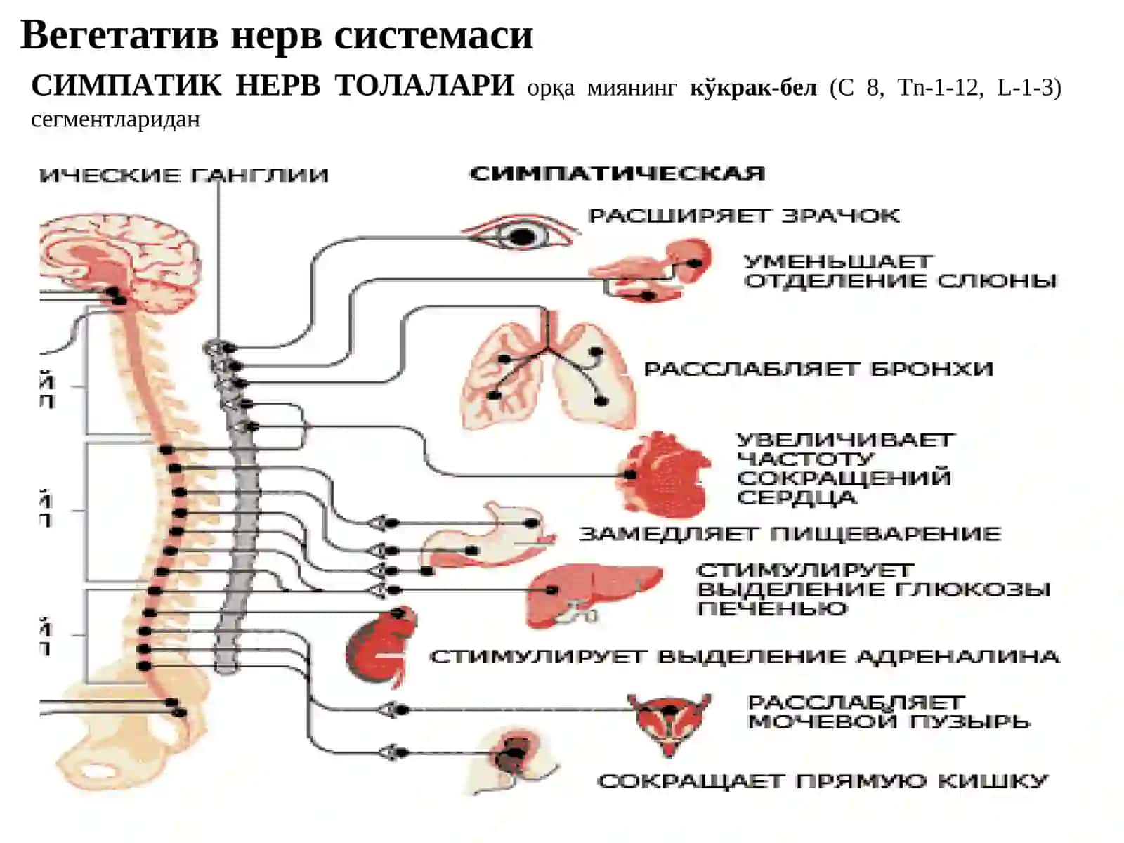 Эфферент иннервация. Холинергик синапсларга таъсир этувчи дори воситалар 4