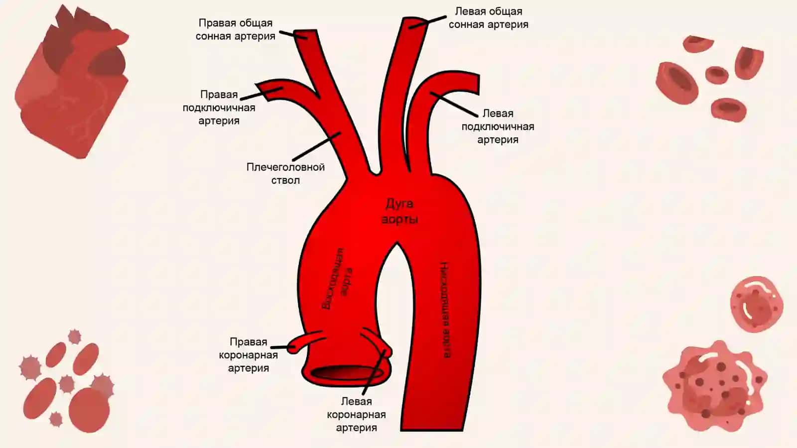 Аорта (aorta) 4