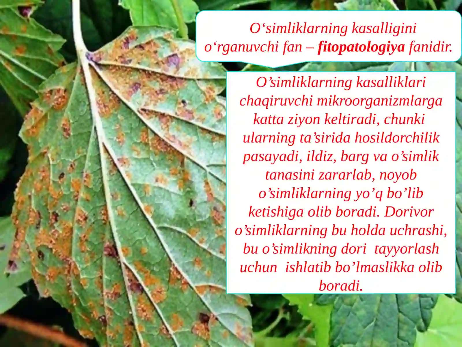Dorivor o’simliklar xomashyosining mikroflorasi o’simliklarda kasallik qo’zg’atuvchi mikroorganizmlar tayyor dorilarning mikroflorasi va aniqlash usullari 4