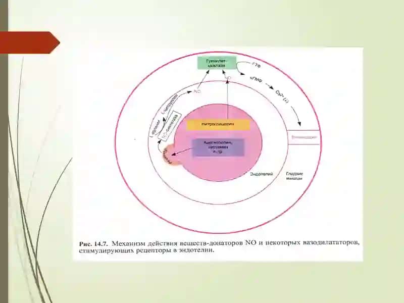 GIPOTENZIV VOSITALAR 4