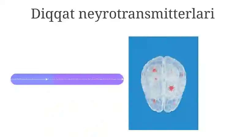 Diqqatning nerv fiziologik asoslari 4