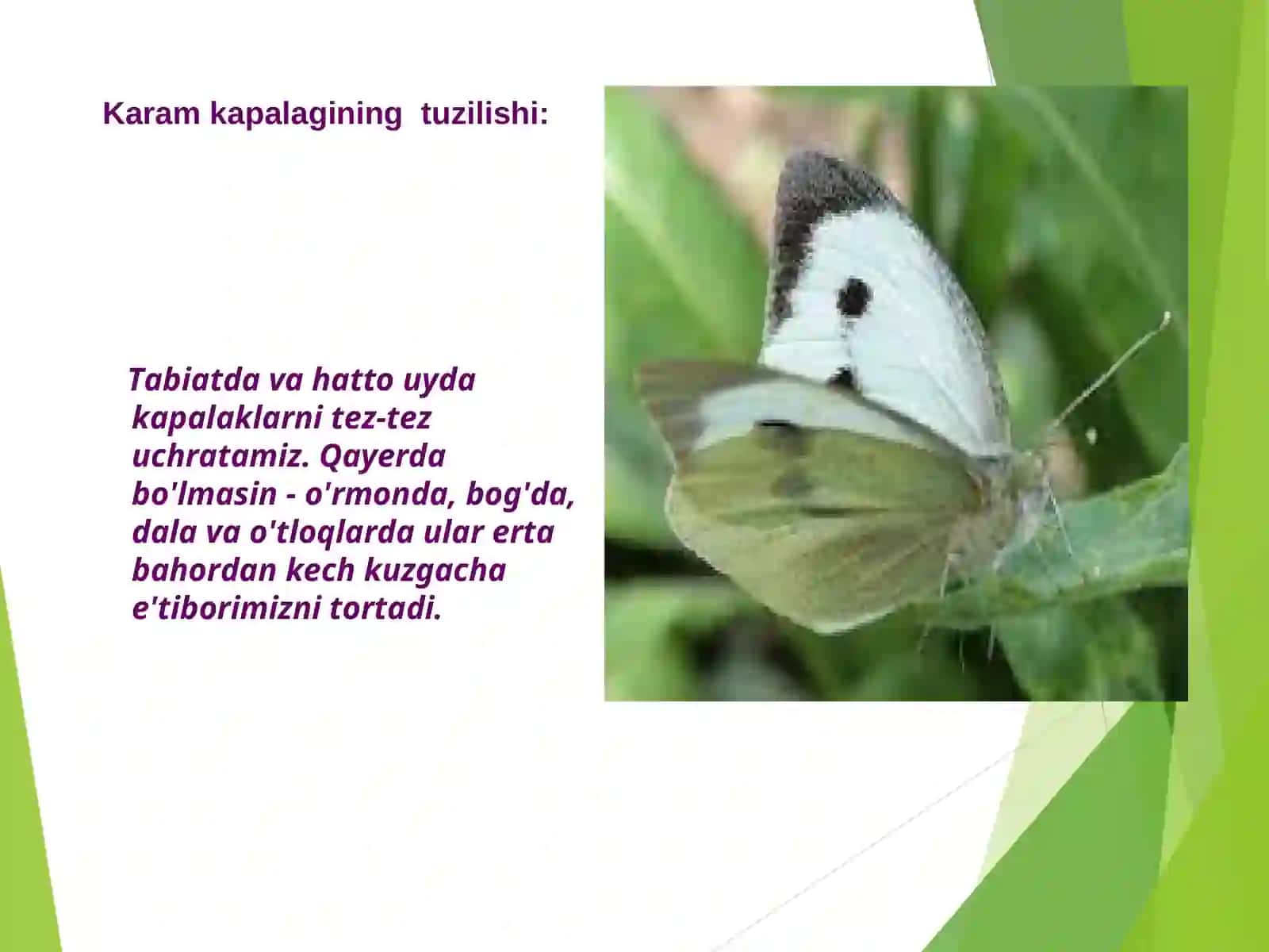 Karam Kapalagining tuzilishi 4