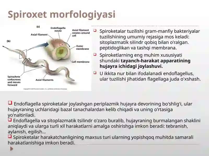 Bakteriyalarning morfologiyasi rikketsiyalar. 4
