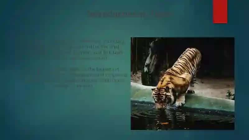 Facts about Tigers 4