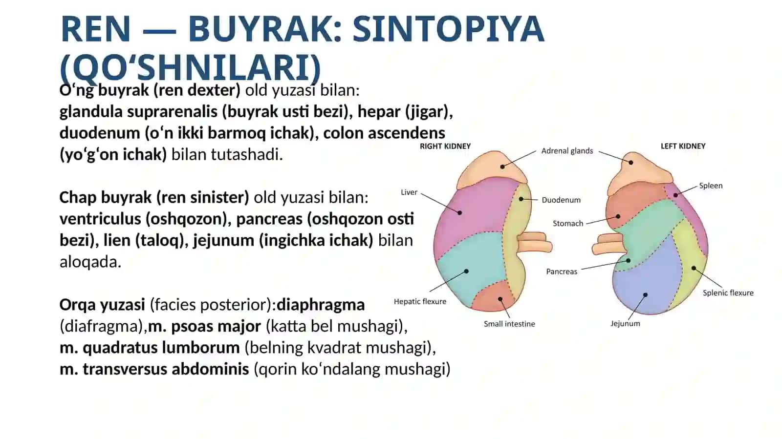 Systema urinaria: Anatomiyasi, tuzilishi va funksional ahamiyati 4
