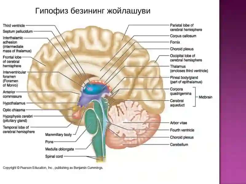 Гормонлар секрецияси назорати 4
