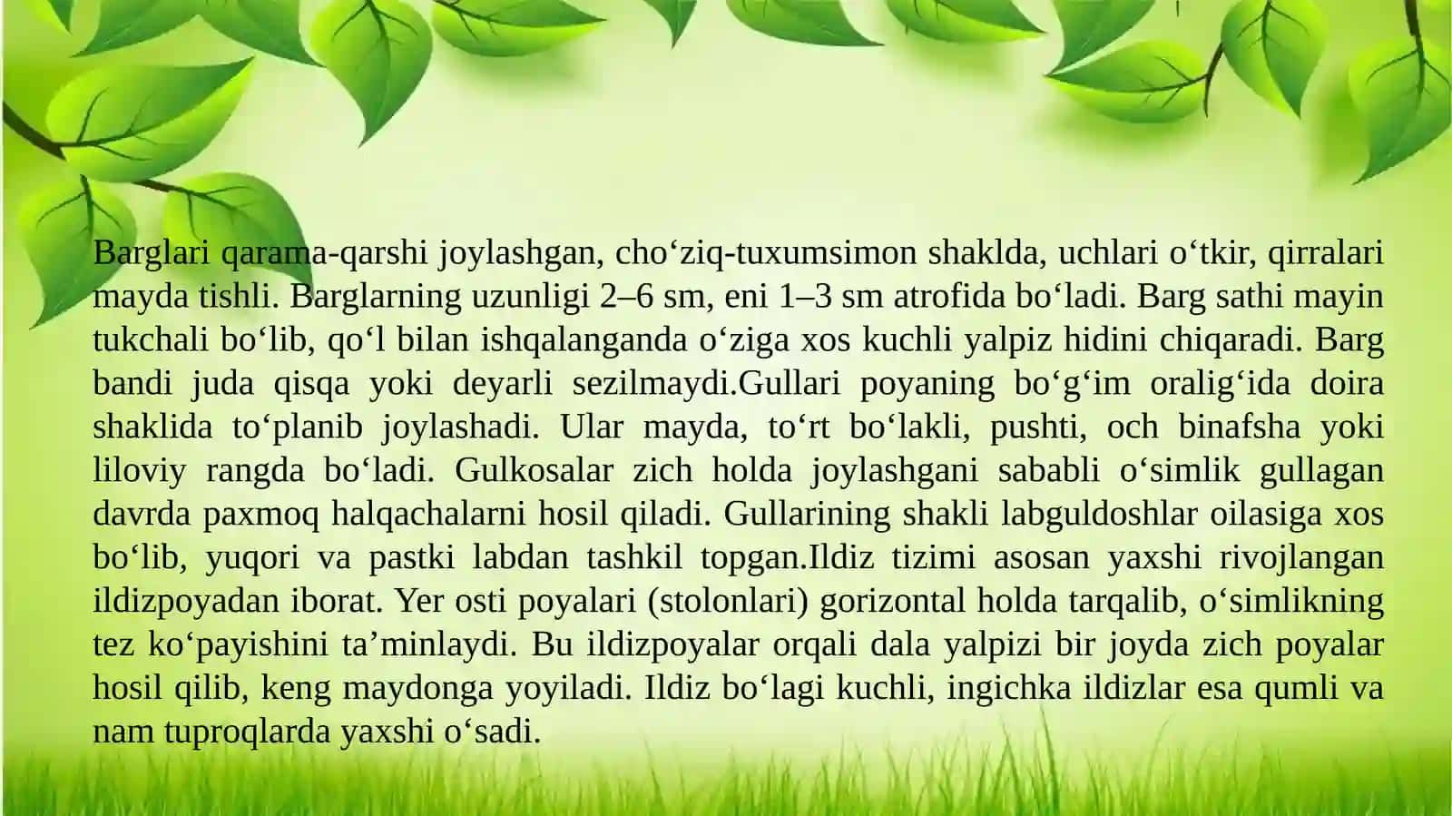 Dala yalpizi-Mentha arvensis L. oʻsimligini yetishtirish texnologiyasi 4
