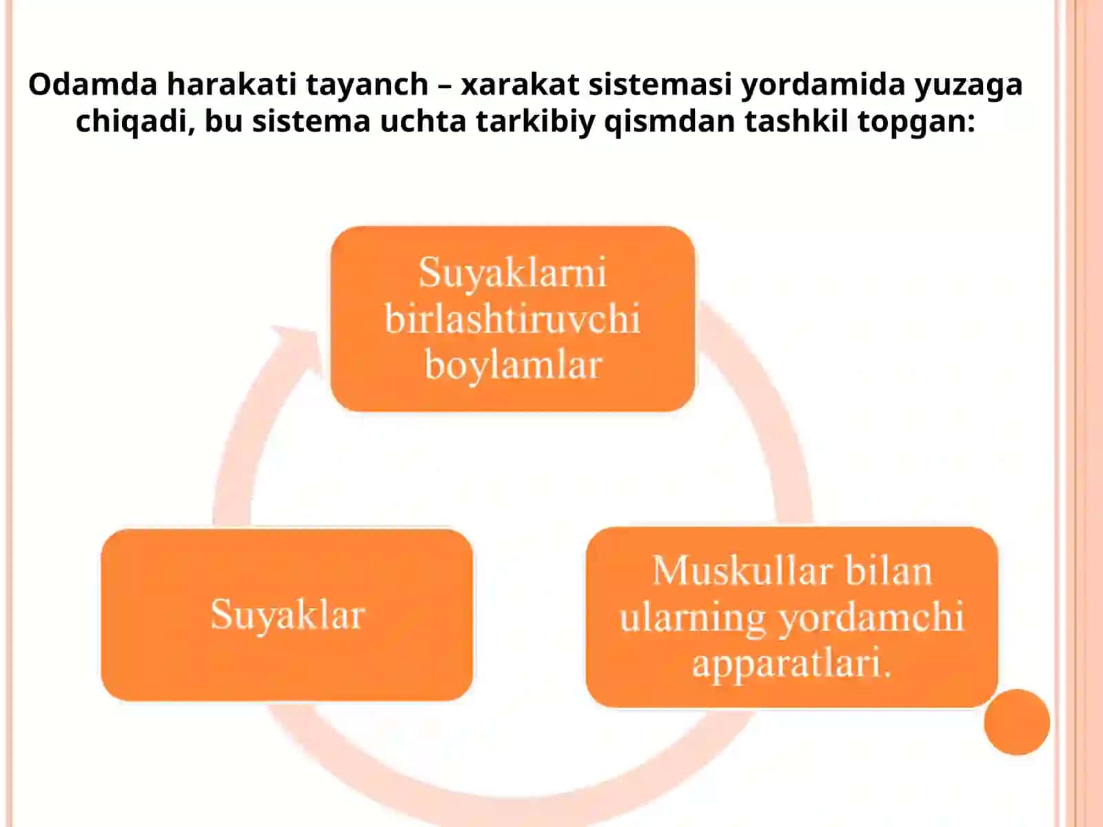 TAYANCH –HARAKAT SISTEMASI.MUSKULLAR SISTEMASININGTUZILISHI. ICHKI ORGANLARNING TUZILISHI.MIYA QUTISI VA UMURTQA POGʻONASI TUZILISHI 4