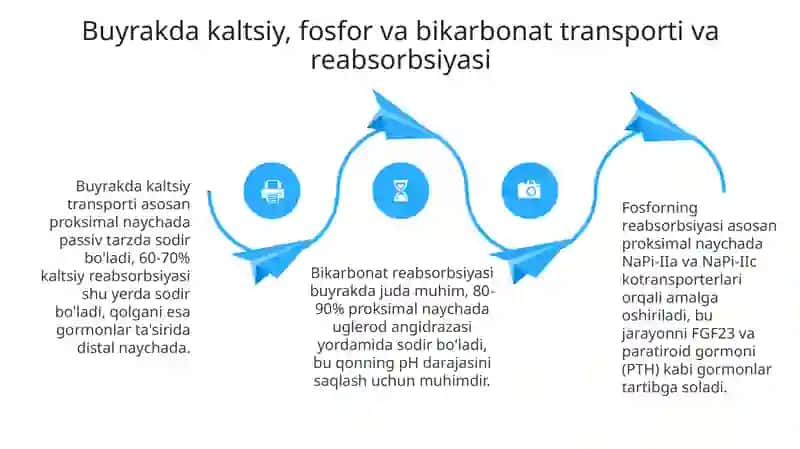 Buyrakning kalsiy,fosfor va bikarbonat almashinuvining ahamiyati 4