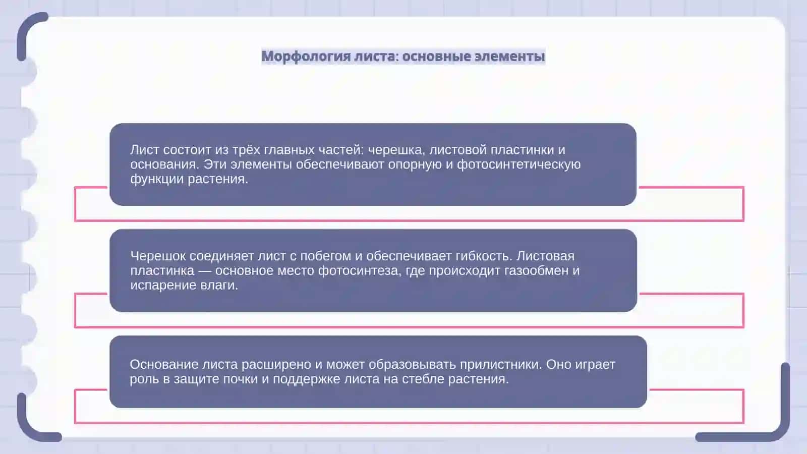 "Морфологическое и анатомическое строение листьев" 4