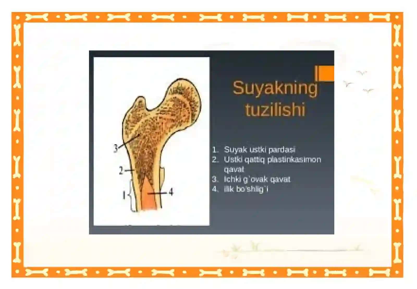 suyaklarning tuzilishi va oʻsishi 4